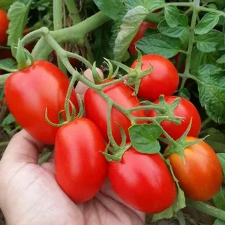 تصویر 2 از گوجه‌ فرنگی خوشه ای مدرن و استاندارد